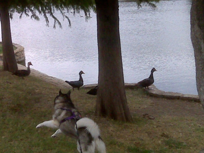 Kema and Ducks (7).jpg